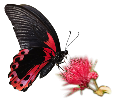 Résultat de recherche d'images pour "barre papillon"